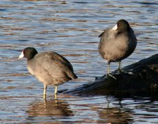 American Coot