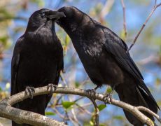 American Crow