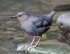 American Dipper