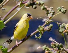 American Goldfinch