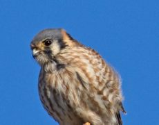 American Kestrel