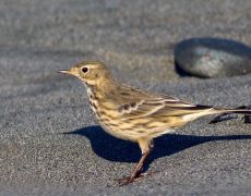 American Pipit