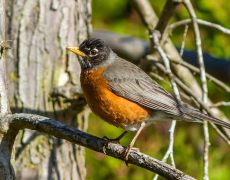 American Robin