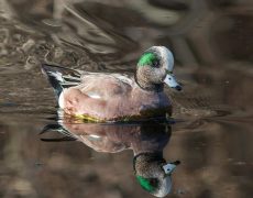 American Wigeon
