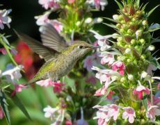 Anna's Hummingbird