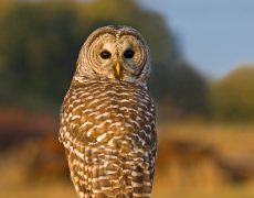 Barred Owl