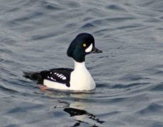 Barrow's Goldeneye
