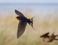 Barn Swallow