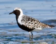 Black-bellied Plover