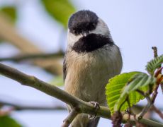 Black-capped Chickadee