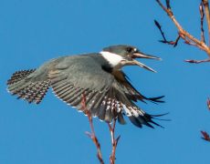 Belted Kingfisher