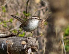 Bewick’s Wren