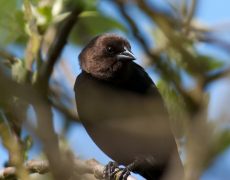 Brown-headed Cowbird