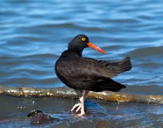 Black Oystercatcher