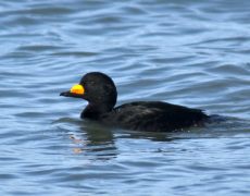 Black Scoter