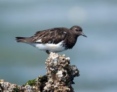 Black Turnstone