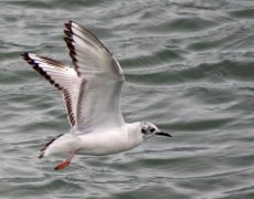 Bonaparte's Gull