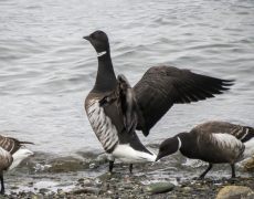 Brant