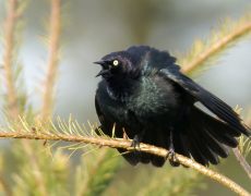 Brewer's Blackbird