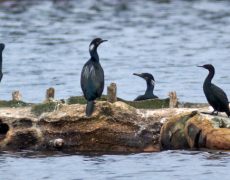 Brandt’s Cormorant