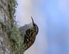 Brown Creeper