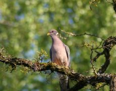 Band-tailed Pigeon