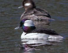 Bufflehead