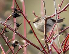 Bushtit