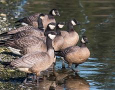 Cackling Goose