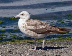 California Gull