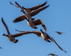 Canada Goose
