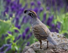 California Quail