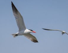 Caspian Tern