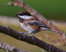 Chestnut-backed Chickadee