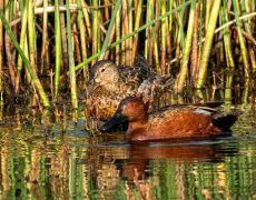 Cinnamon Teal