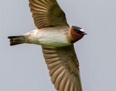 Cliff Swallow