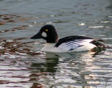 Common Goldeneye