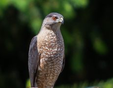 Cooper's Hawk