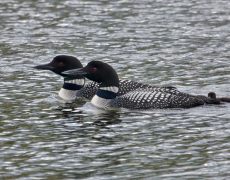 Common Loon