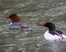 Common Merganser