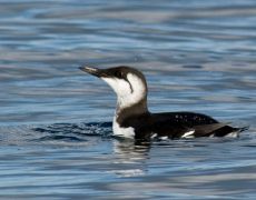 Common Murre