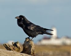 Common Raven