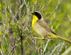 Common Yellowthroat
