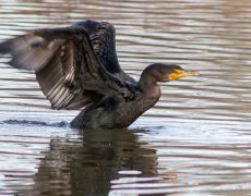 Double-crested Cormorant