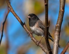 Dark-eyed (Ore.) Junco