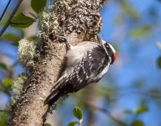 Downy Woodpecker