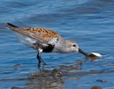 Dunlin