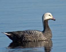 Emperor Goose