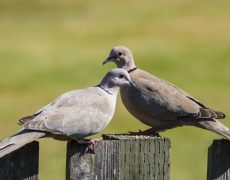 Eurasian Collared-Dove