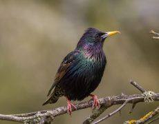 European Starling
